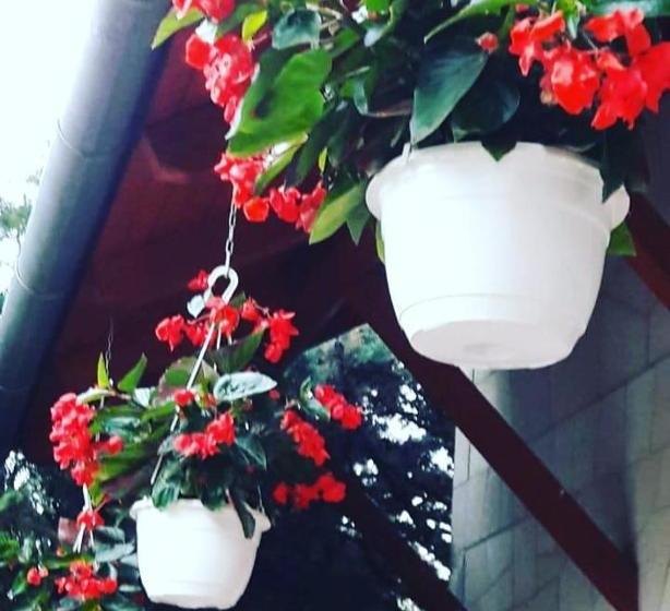 پانسیون Borgaléria