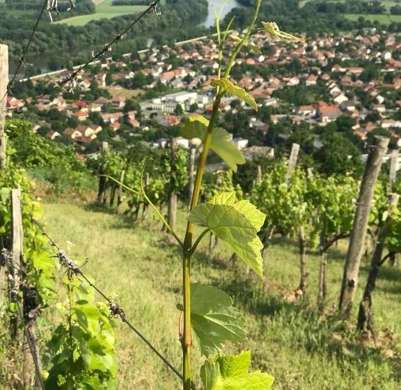 پانسیون Borgaléria