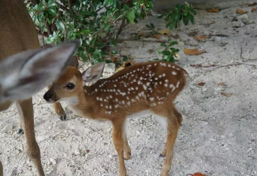 ベッドアンドブレックファースト Deer Run On The Atlantic