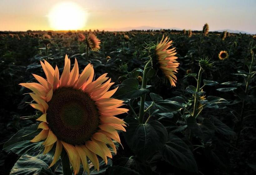 בית מלון כפרי Azienda Agrituristica Il Giuggiolo