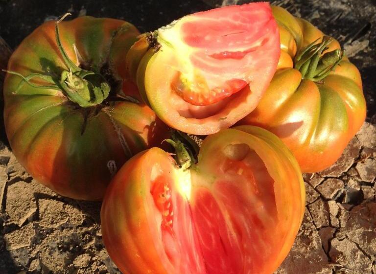 בית מלון כפרי Azienda Agrituristica Il Giuggiolo