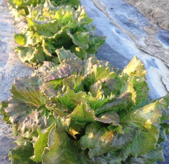 בית מלון כפרי Azienda Agrituristica Il Giuggiolo