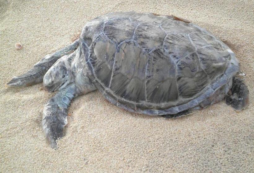 Курорт Woodgate Beach Houses