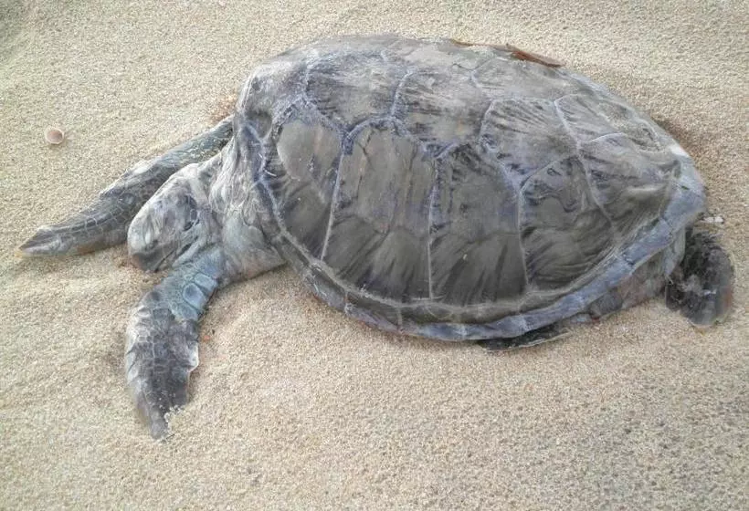 Lomakeskus Woodgate Beach Houses
