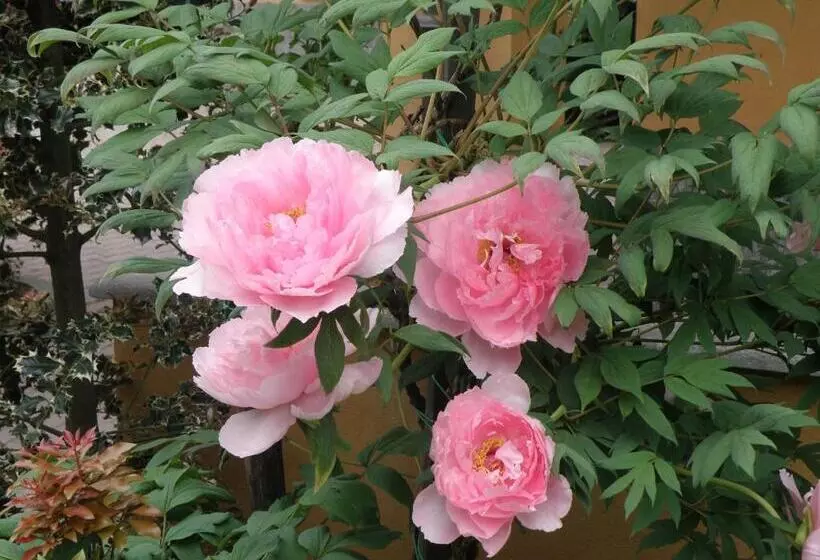 Отель La Colletta