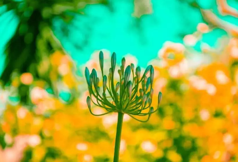 田舎風ホテル Can Arabí   Adults Only