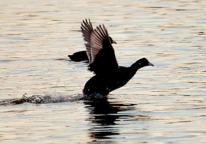 Universal Aparthotel Elisa