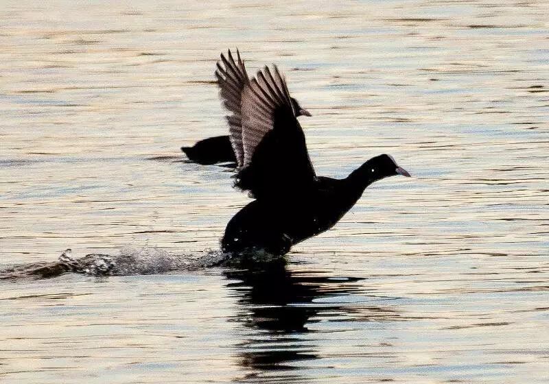 Universal Aparthotel Elisa