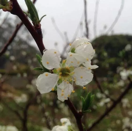 هتل Mount Tai Wu Cozy