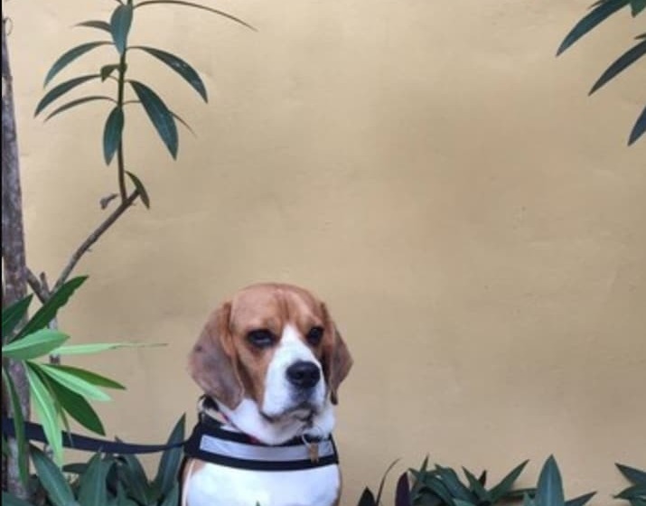 בית מלון כפרי Punta Franca