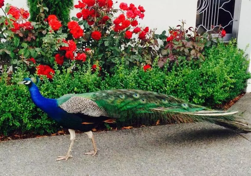 Hotelli Silverstream Lodge