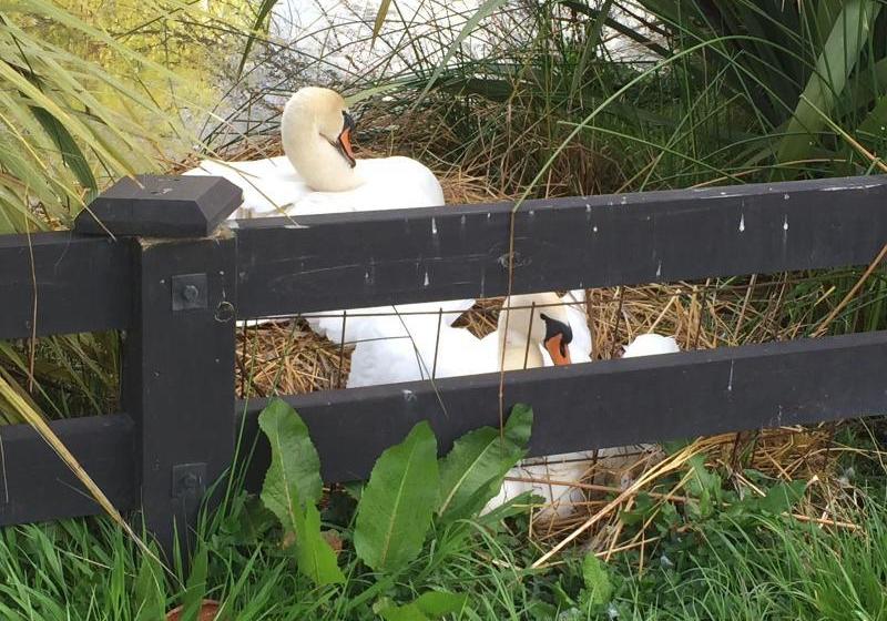 酒店 Silverstream Lodge