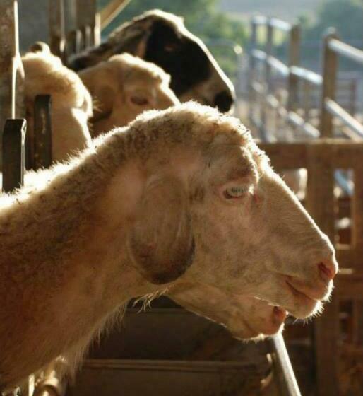 فندق Agriturismo San Giusto