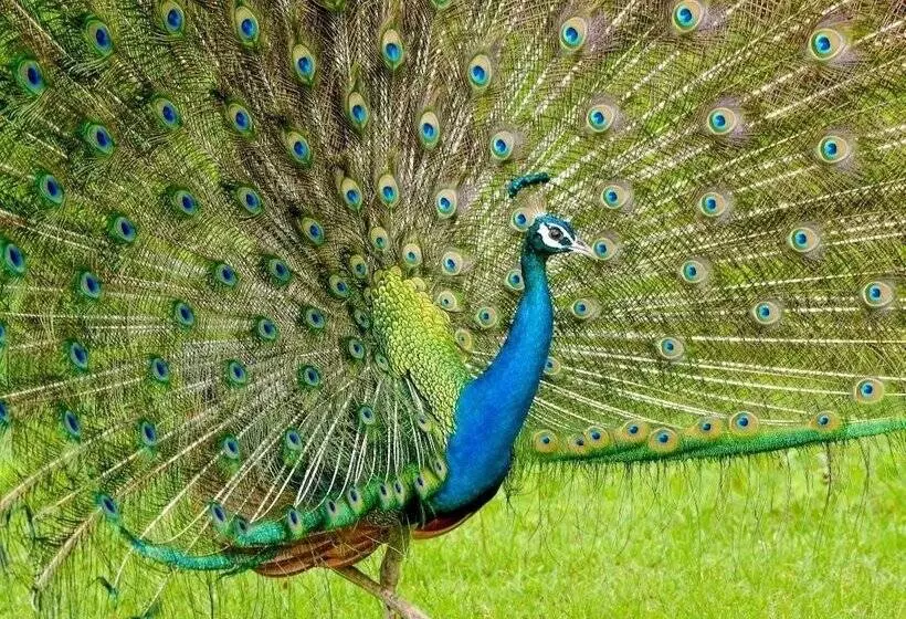 Majatalo Captains Bird Safari Lodge