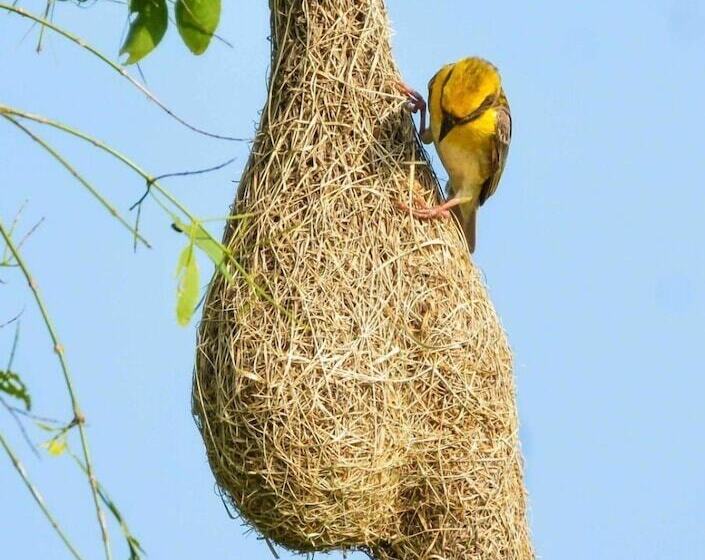 פנסיון Captains Bird Safari Lodge