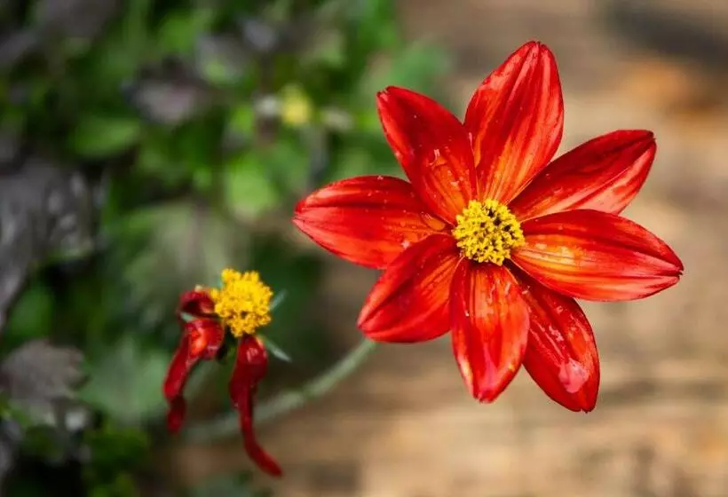 Retkeilymaja Gästehaus Schäfli