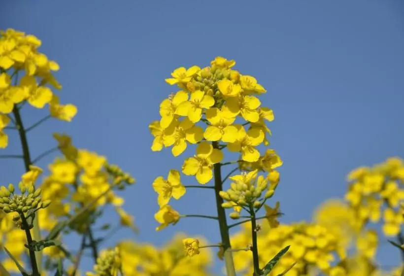 Stf Vandrarhem Blentarp