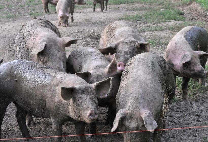 호텔 Agriturismo Le Oche Selvatiche