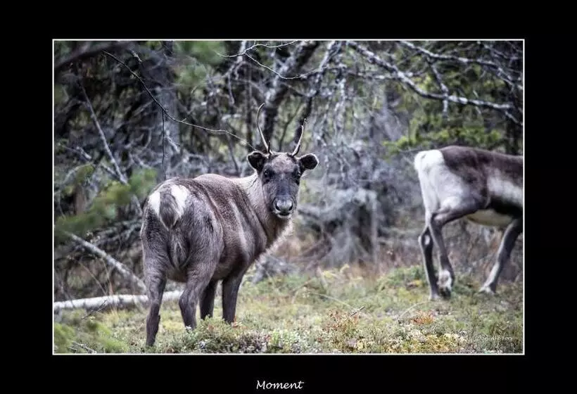 ホテル Lannavaara Lodge