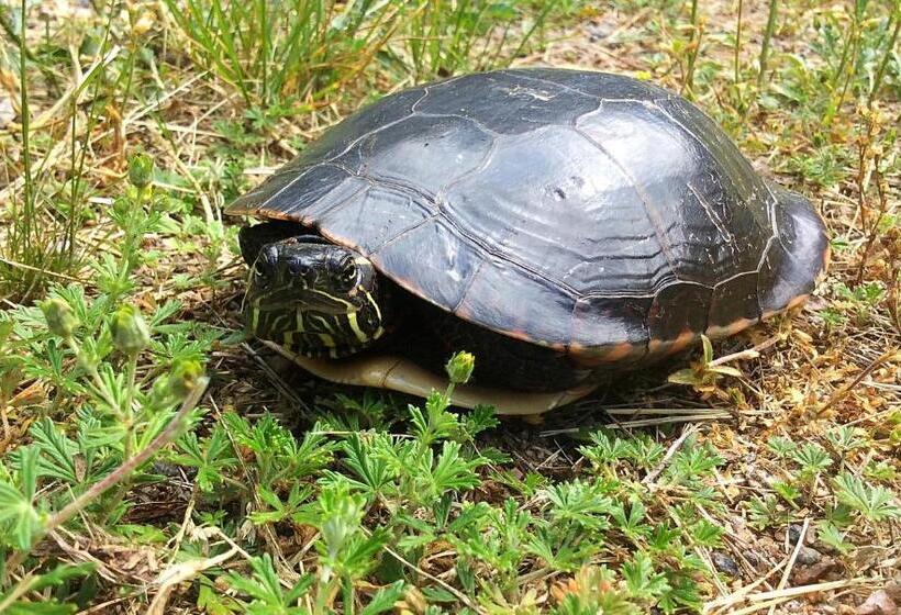 בית מלון כפרי Madawaska Lodge