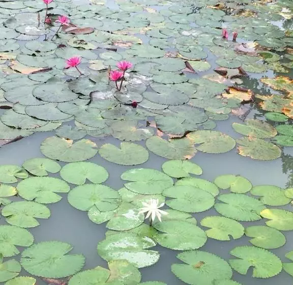 Majatalo Panpim Resort