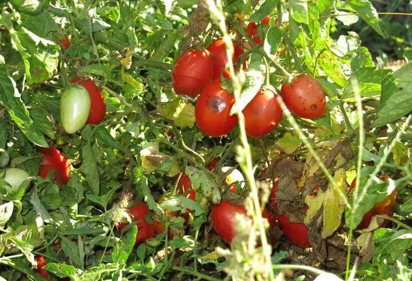 ホテル Agriturismo Biologico Villa Rosa