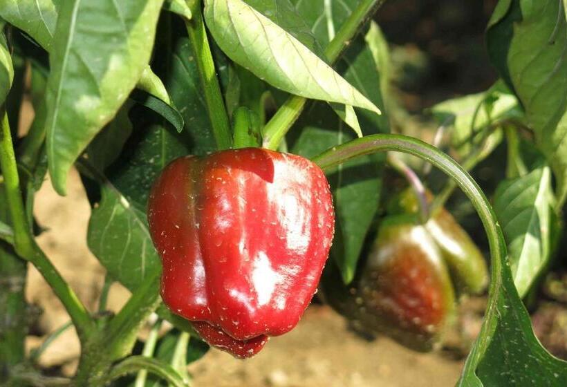 Otel Agriturismo Biologico Villa Rosa