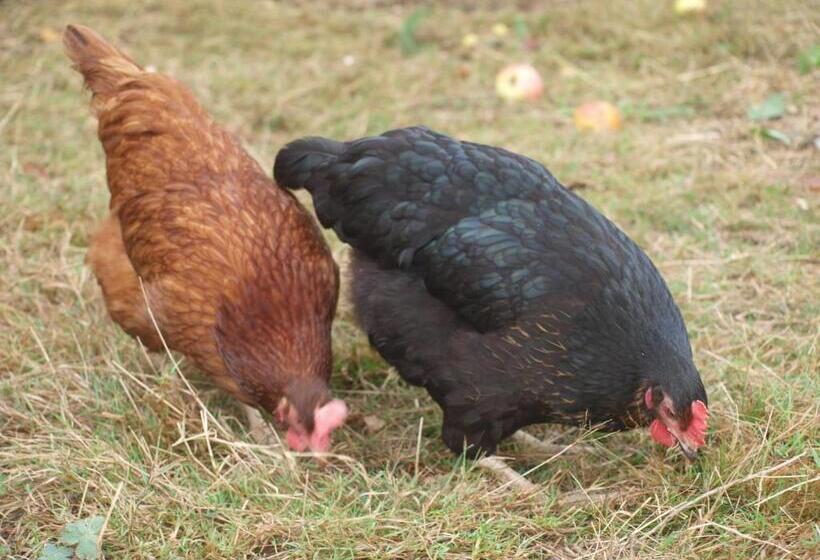 Пансион Domaine Les Filloux