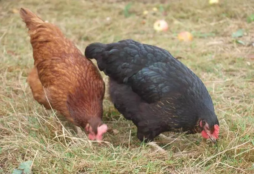 ペンション Domaine Les Filloux