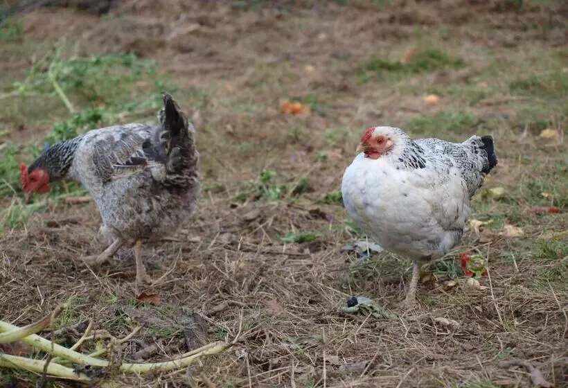 ペンション Domaine Les Filloux