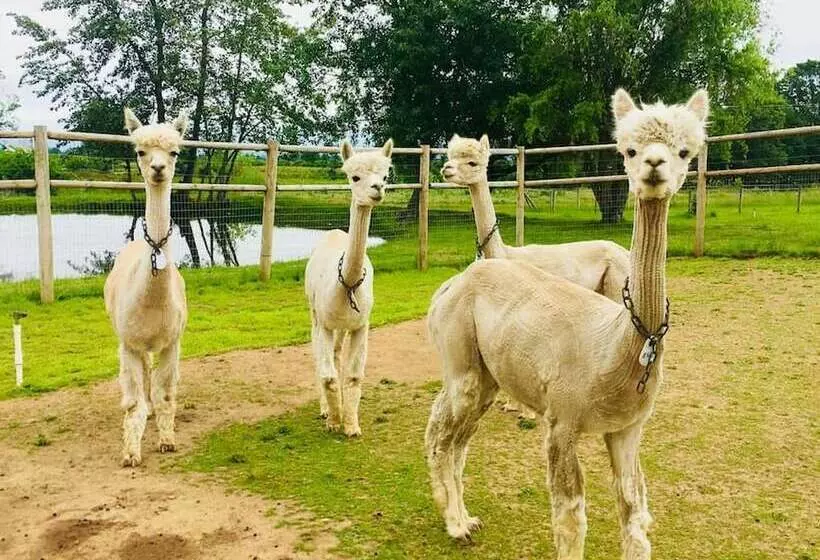 Wine Suite At Rellik House. Winery & Alpaca Farm