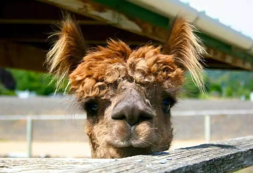 Wine Suite At Rellik House. Winery & Alpaca Farm