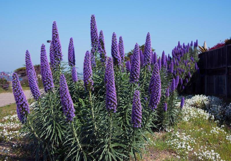 Dorisol Pousada dos Vinháticos