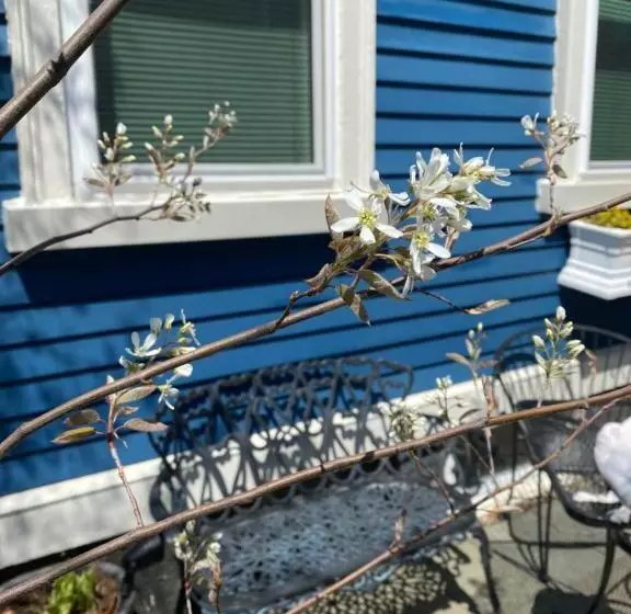 Aamiaismajoitus (B&B) Northey Street House