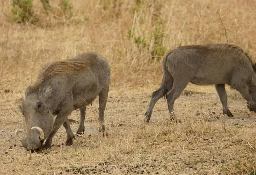 پانسیون Arusha Holiday Safari