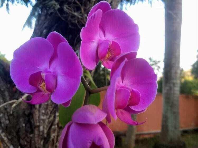 فندق L´grace Ferradura