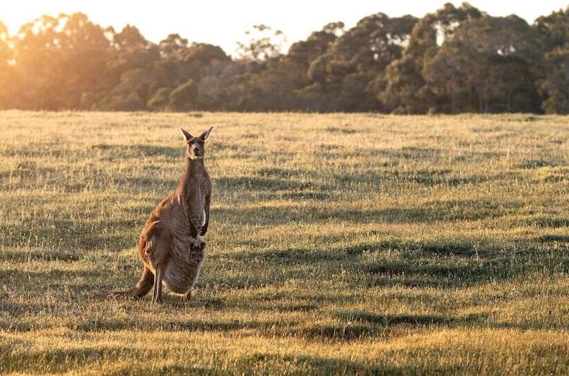 Forest Rise Chalets And Lodge