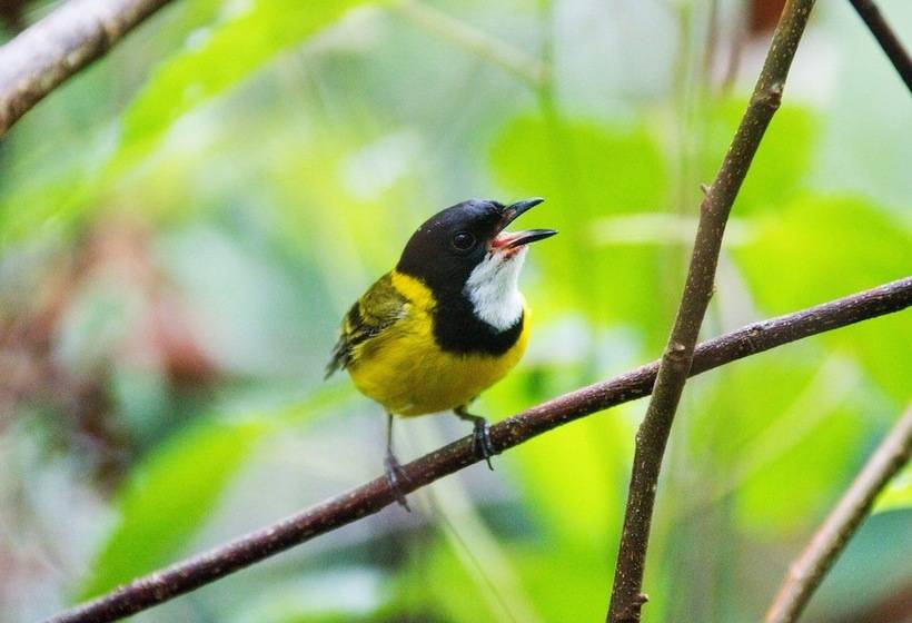 Mt Glorious Getaways