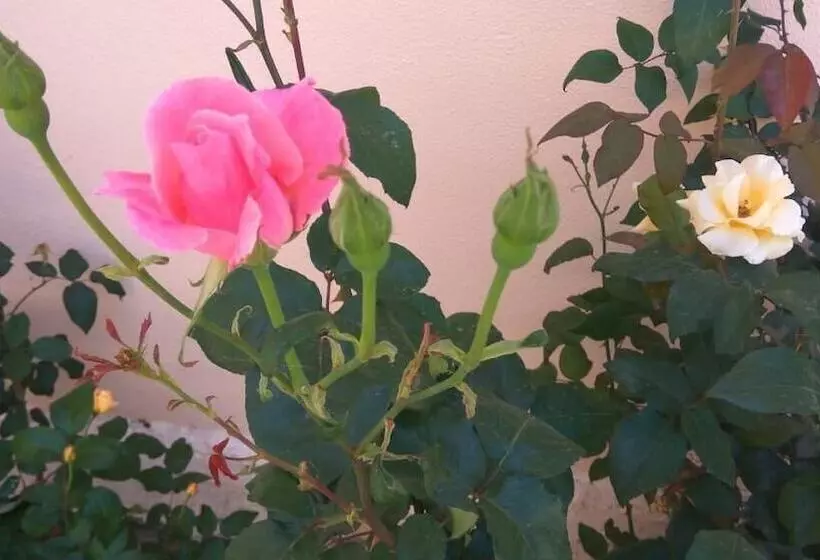 Artemis Comfort & Pleasure