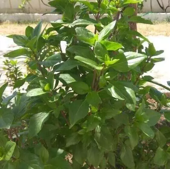 Artemis Comfort & Pleasure