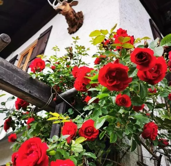 Aamiaismajoitus (B&B) Gästehaus Neu Am Passionstheater