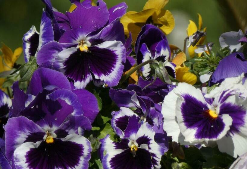 Отель I Due Melograni Agriresort