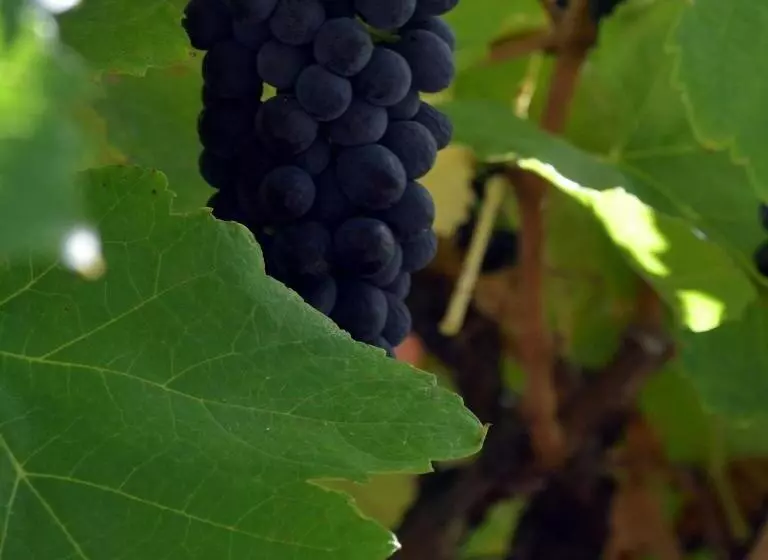 Aamiaismajoitus (B&B) The Farm Willunga