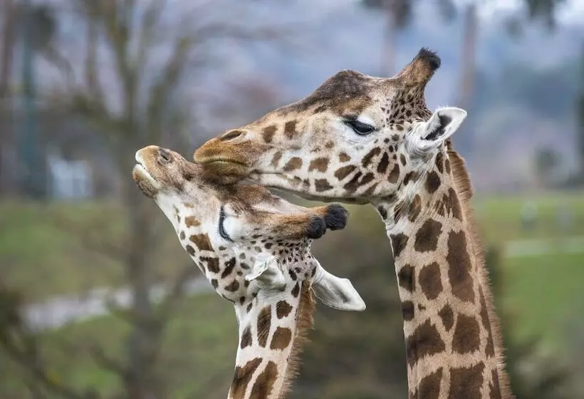 酒店 Holiday Inn Express East Midlands Airport, An Ihg