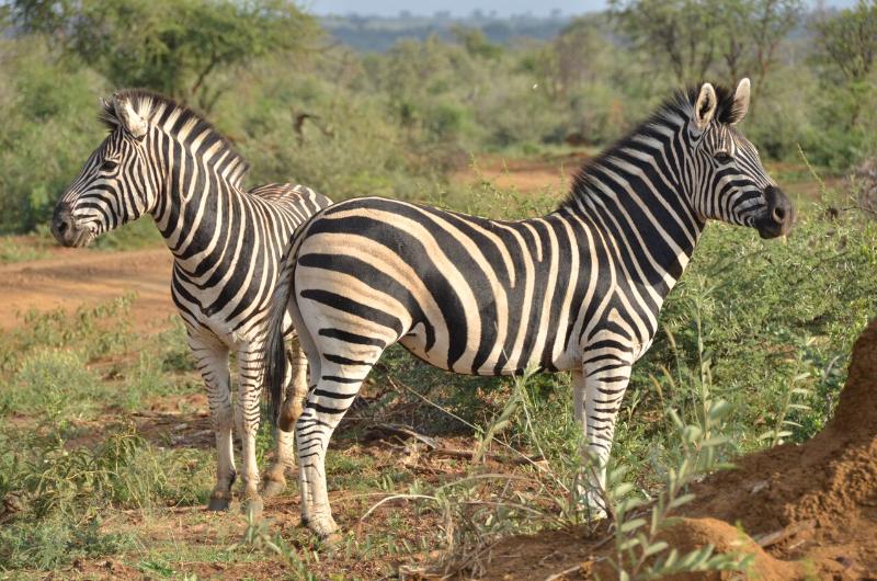 ホテル Motswiri Private Safari Lodge