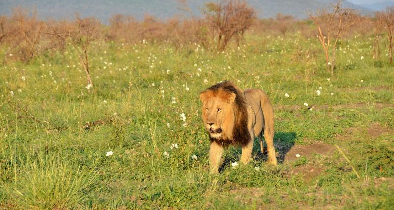 ホテル Motswiri Private Safari Lodge