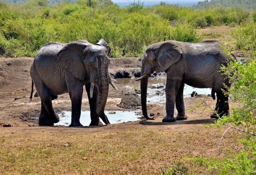 ホテル Motswiri Private Safari Lodge