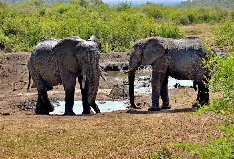 Hotelli Motswiri Private Safari Lodge