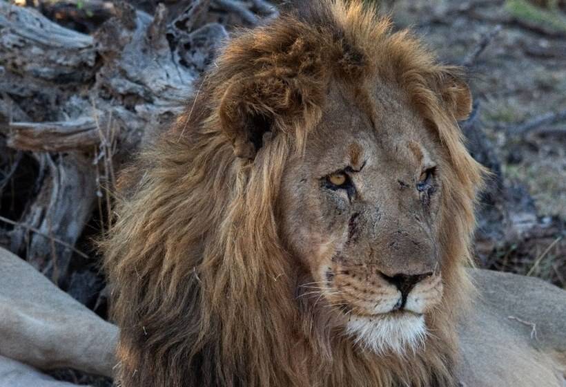 ホテル Motswiri Private Safari Lodge