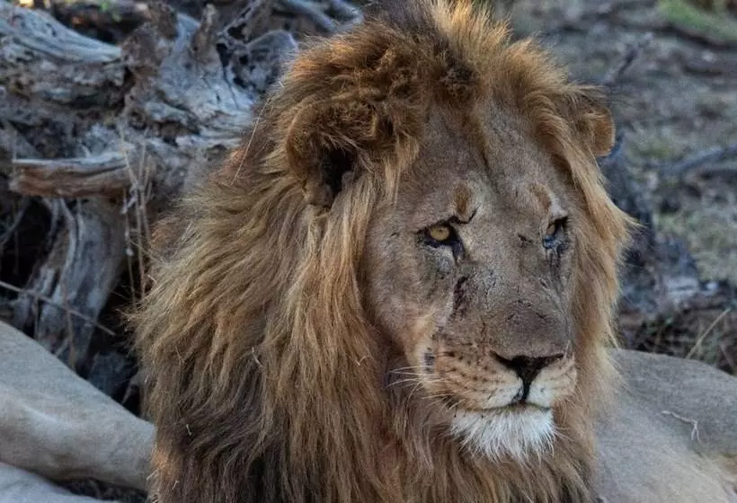 Hotelli Motswiri Private Safari Lodge